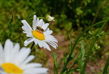 动漫人物花都医王