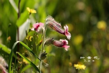 芒果视频网站