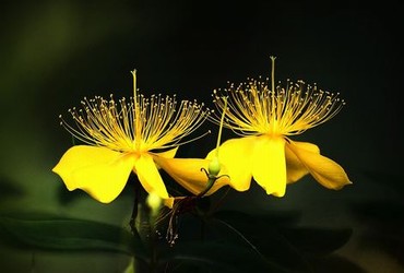 芒果视频在线观看完整高清免费