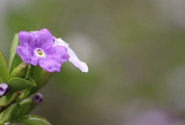 丝瓜樱桃秋葵榴莲菠萝蜜