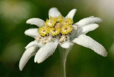 交际花盛衰记