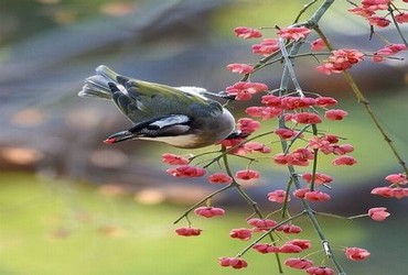 濑户花嫁