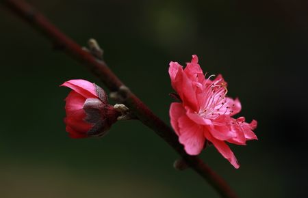 遮天全文阅读