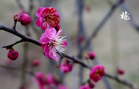 完美世界小说无弹窗免费