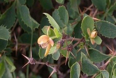 呼吸过度樱花动漫