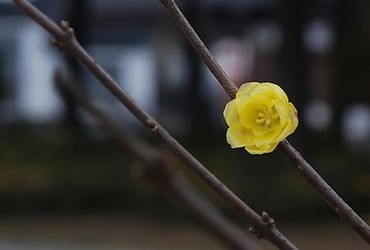 克拉恋人电视剧免费观看