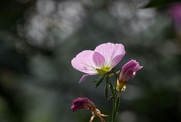 荒野独居第三季