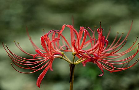 天是红河岸小说