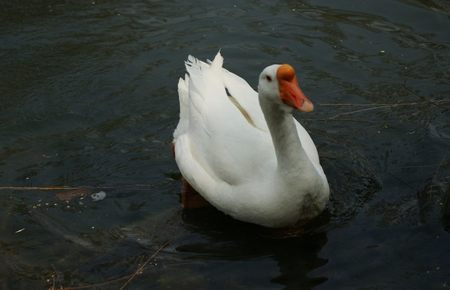 风水相师小说