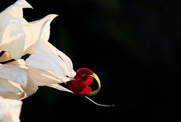 三生三世十里桃花免费观看网