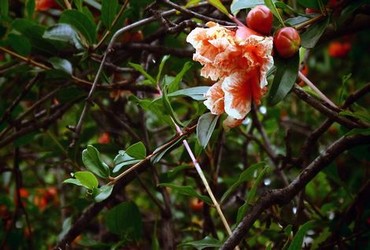 野草视频在线观看免费