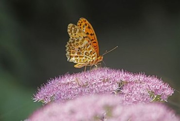 蜘蛛侠3在线看