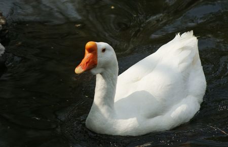 风水师小说