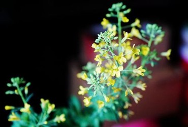 情深深雨蒙蒙电视剧