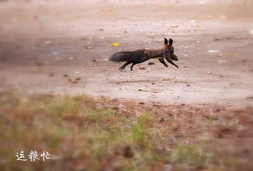 来电狂响免费观看