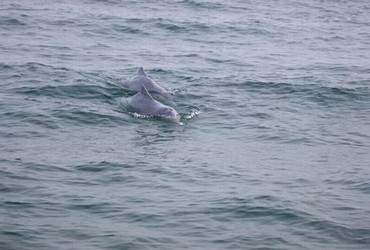 末日浩劫 电影