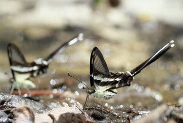 野花视频在线观看