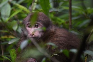 村妓在线观看