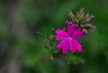 那年花开月正圆电视剧免费观看