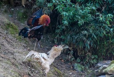 爱上特种兵免费观看